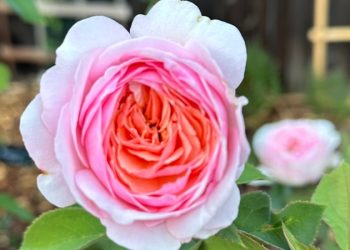 月季如何促秋花及抗病月季推薦