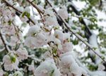 希望之聲 - FM96.1 灣區台