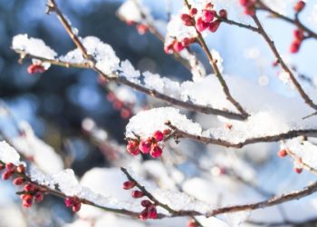 小雪季節中醫如何養生？