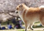 希望之聲 - FM96.1 灣區台