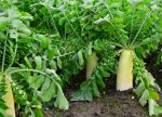 希望之聲 - FM96.1 灣區台