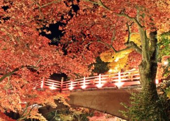 日本楓乾枯有救嗎？芭樂怎麼種 ？