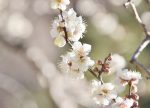希望之聲 - FM96.1 灣區台