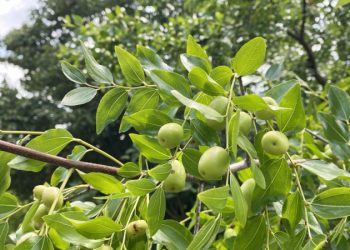 棗樹如何種植修枝？火龍果長斑怎麼辦？