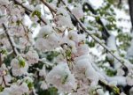 希望之聲 - FM96.1 灣區台