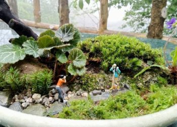 苔球種植，如何選植物和維護？