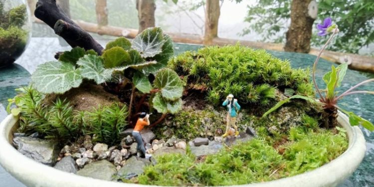 苔球種植。