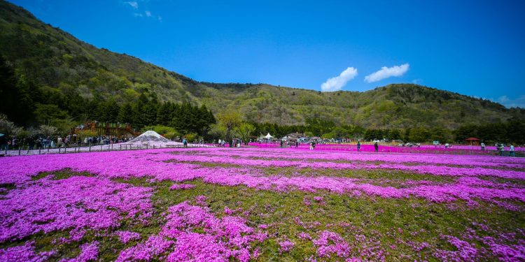芝櫻風景。（Photo AC）