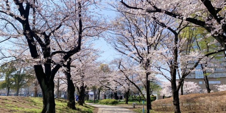 日本櫻花。（Photo AC）