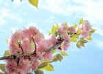 希望之聲 - FM96.1 灣區台
