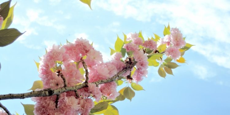 花朵盛開。（Photo AC）