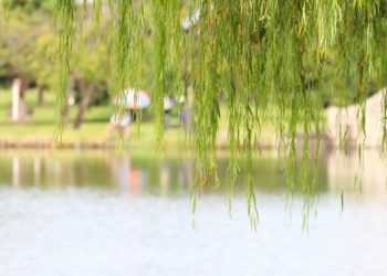 欣賞樂曲：和平的呼喚 柳暗花明