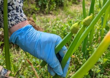 如何自製蔬菜台？枇杷怎麼剪枝？