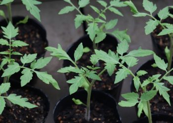 蔬菜提早育苗為什麼不好？