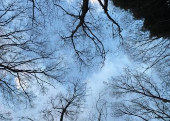 夏至已過，心火當歇：中醫的養陰之道