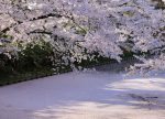 希望之聲 - FM96.1 灣區台