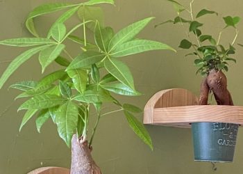 發財樹如何養護？白蘭花如何修枝？