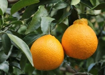 果樹不開花、不結果？專家幫你找到原因！