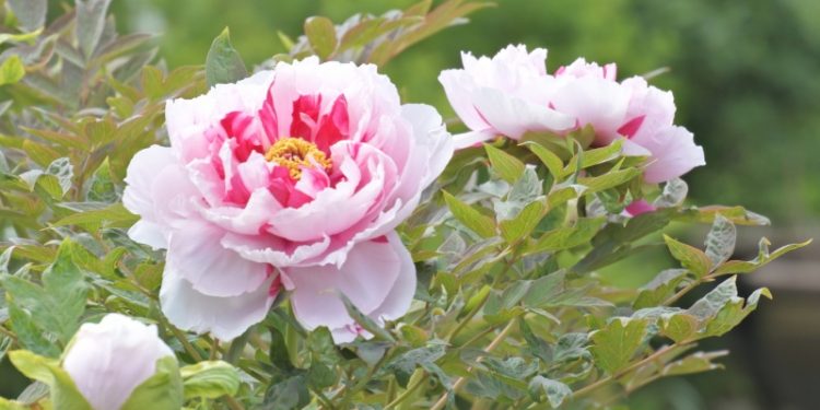 牡丹花該用什麼土栽培？柿子什麼時候採摘最甜？