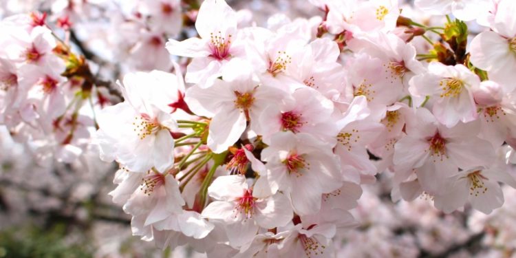 櫻花。(Photo AC)