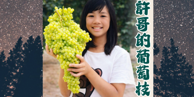 如何插枝種植金香葡萄?許哥家枝條送給您。