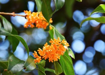 桂花怎麼插枝？空中壓條怎麼做？