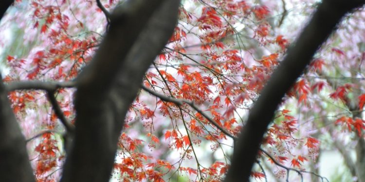 春天到來。（Photo AC）