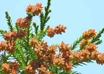 花粉只是誘因，中醫談春季過敏的根源