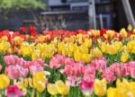 希望之聲 - FM96.1 灣區台